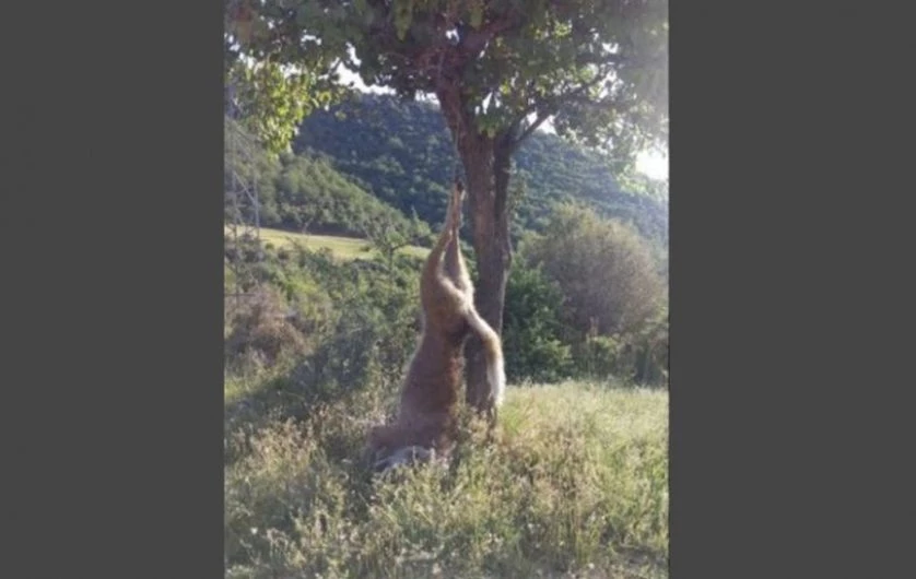 Κτηνωδία! Πυροβόλησαν και κρέμασαν λύκο σε δέντρο στη Χαλκιδική – Κανένας σεβασμός στη φύση